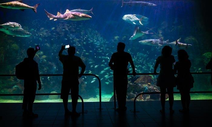Aquarium de Veracruz celebrará con la Filarmónica de Xalapa