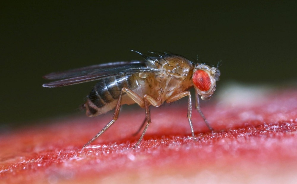 Despídete de las moscas para siempre: los 3 trucos claves para ahuyentarlas