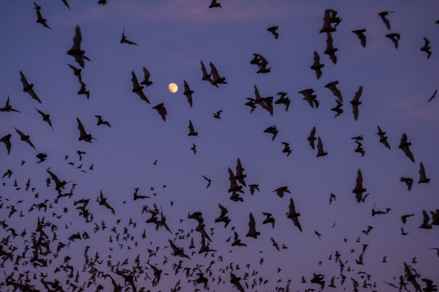 ¡Disfruta de un atardecer diferente! podrás admirar la espectacular salida de murciélagos en Coahuila